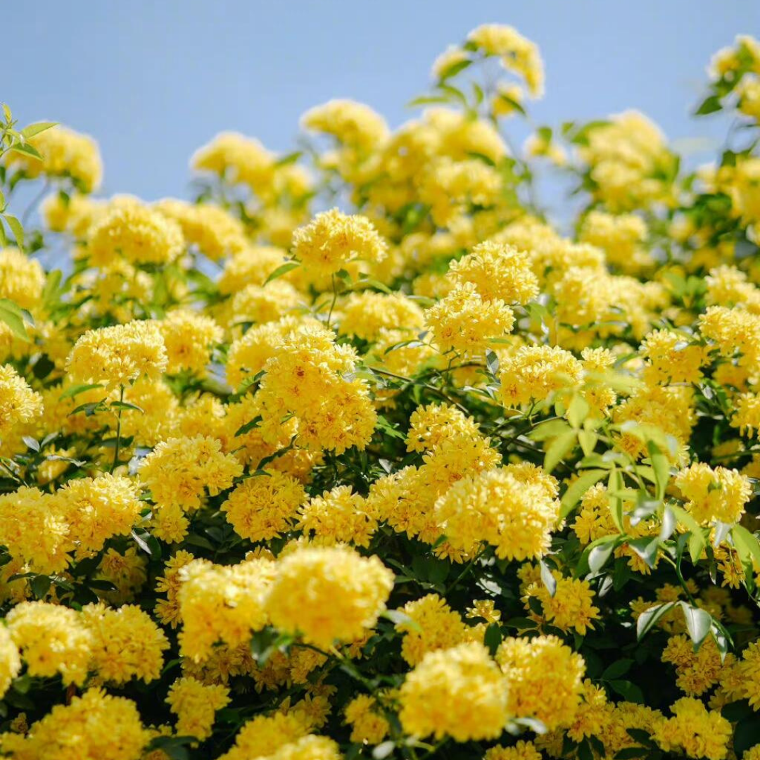 Climbing Rose Plant - Golden Perfume