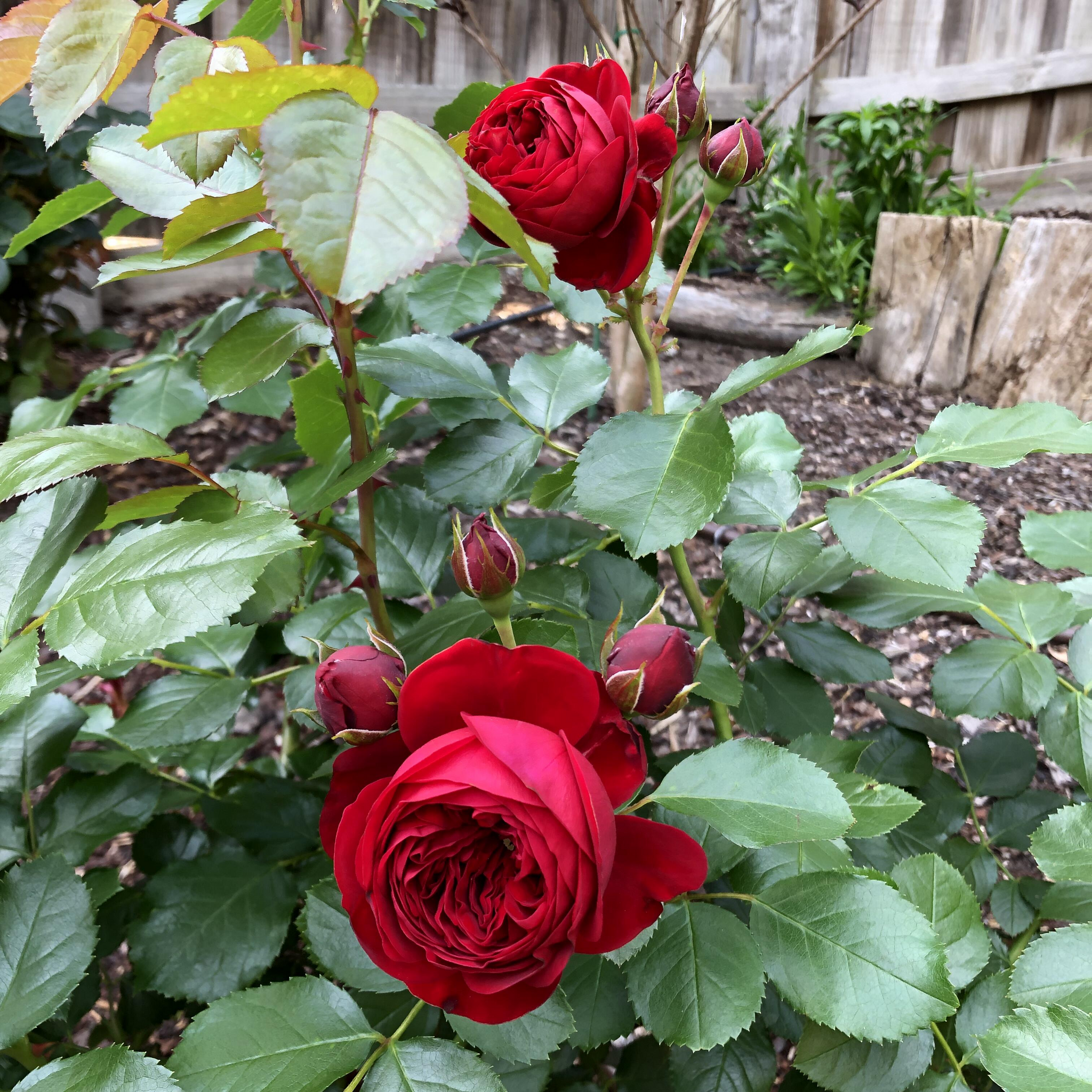 Large Climbing Rose Plant - Florentina