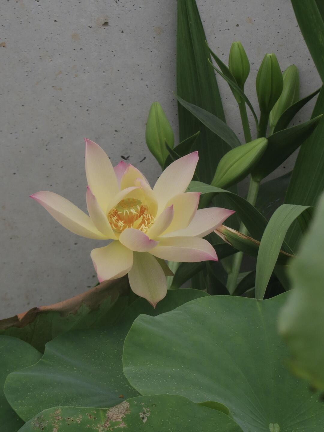 Mid-Small Bowl Lotus Rhizome – Sunset Glow