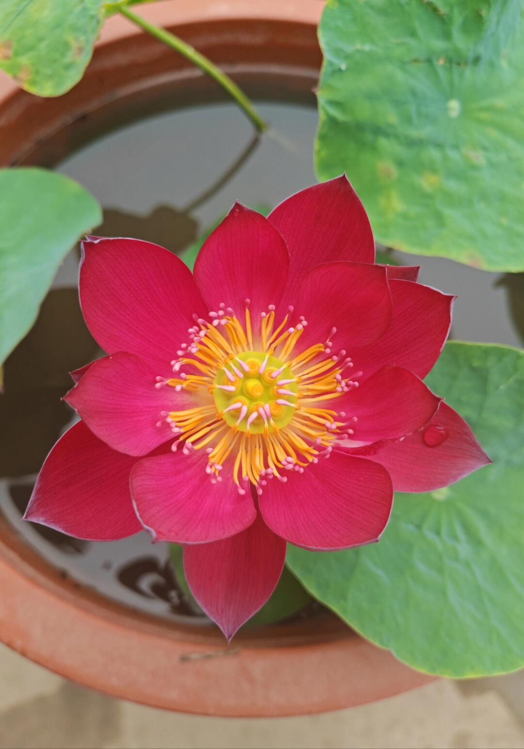 Micro Bowl Lotus Rhizome – Scarlet Dress