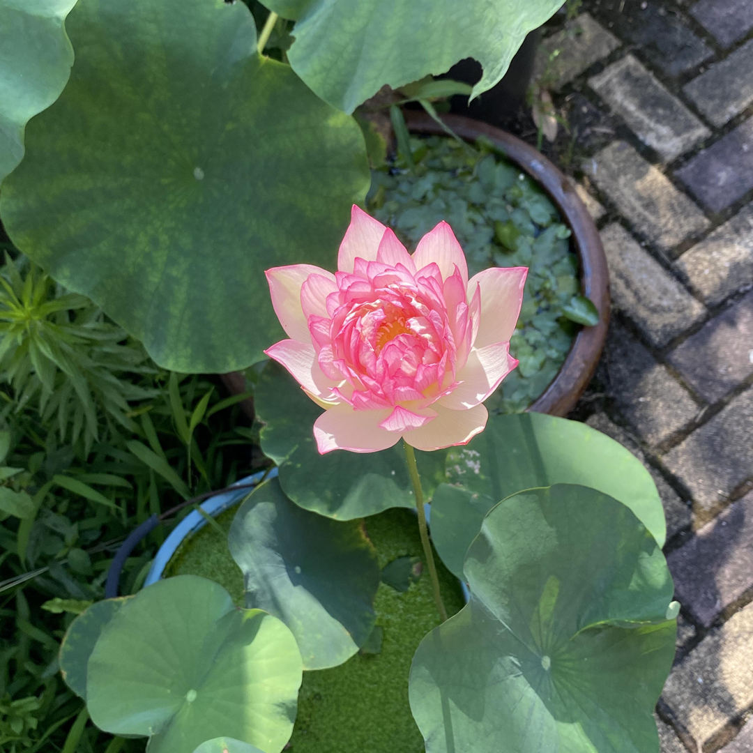 Midi Bowl Lotus Rhizome – Affection