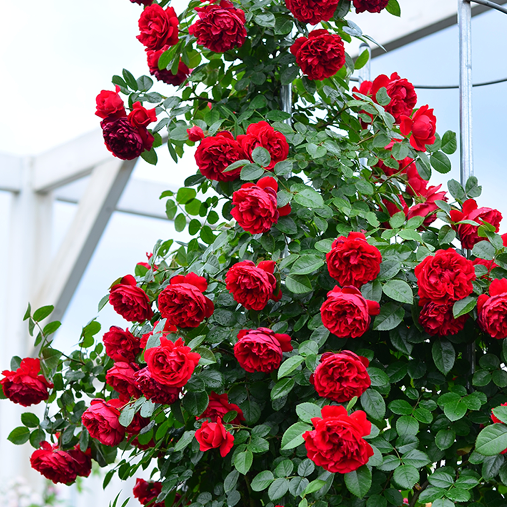 Large Climbing Rose Plant - Florentina