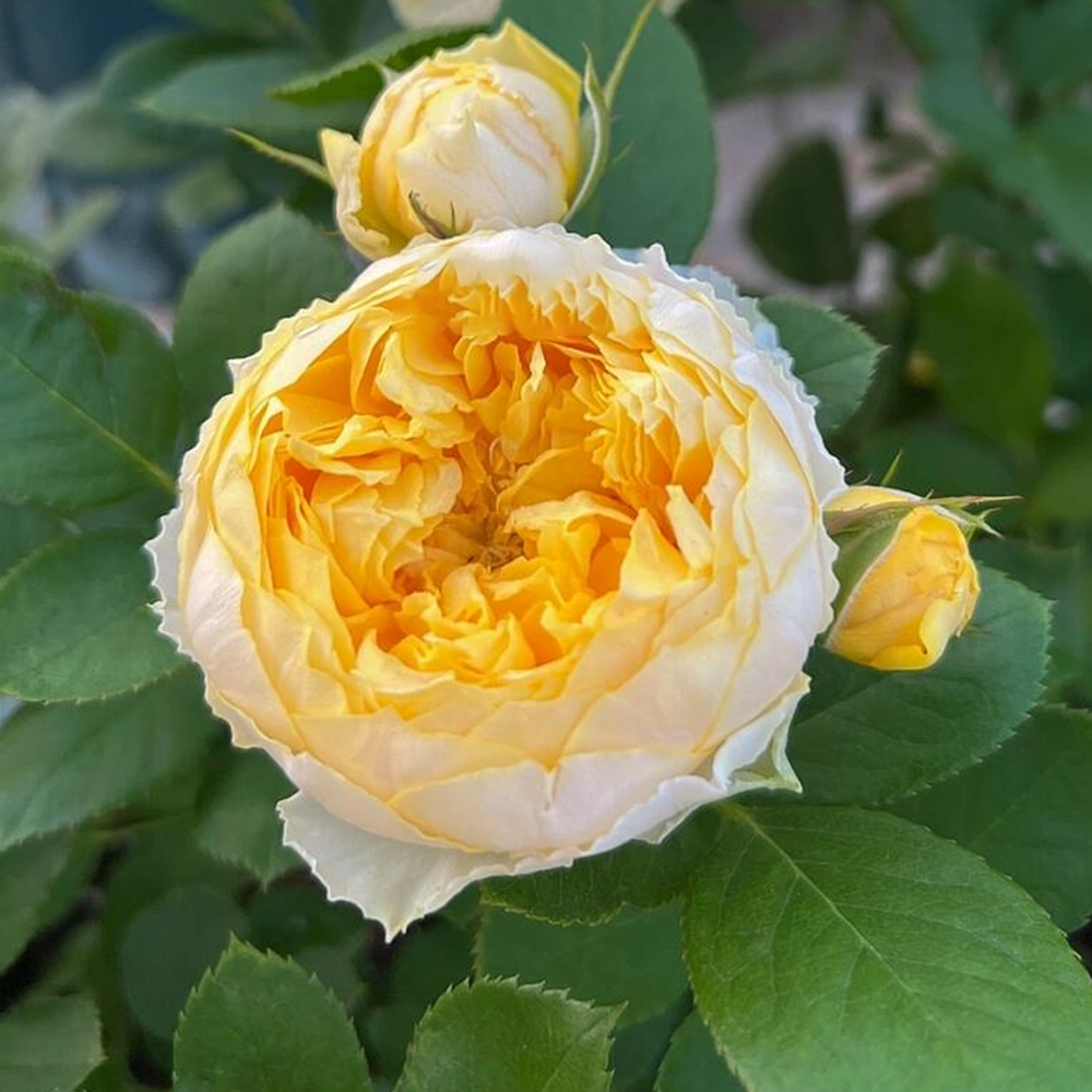 Shrub Rose Plant - Canary
