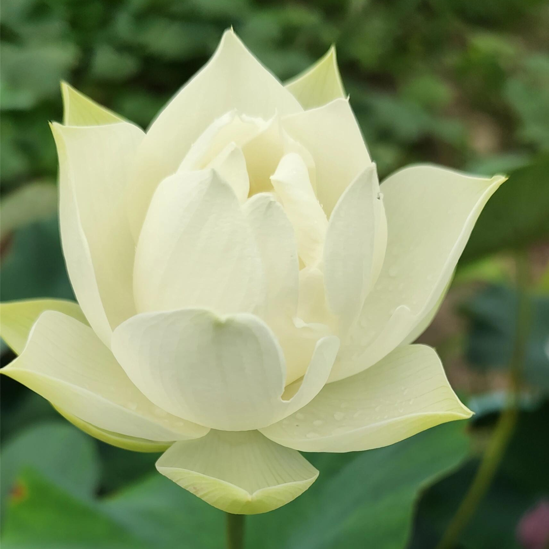 Mid-Small Bowl Lotus Rhizome – Imperial Grace