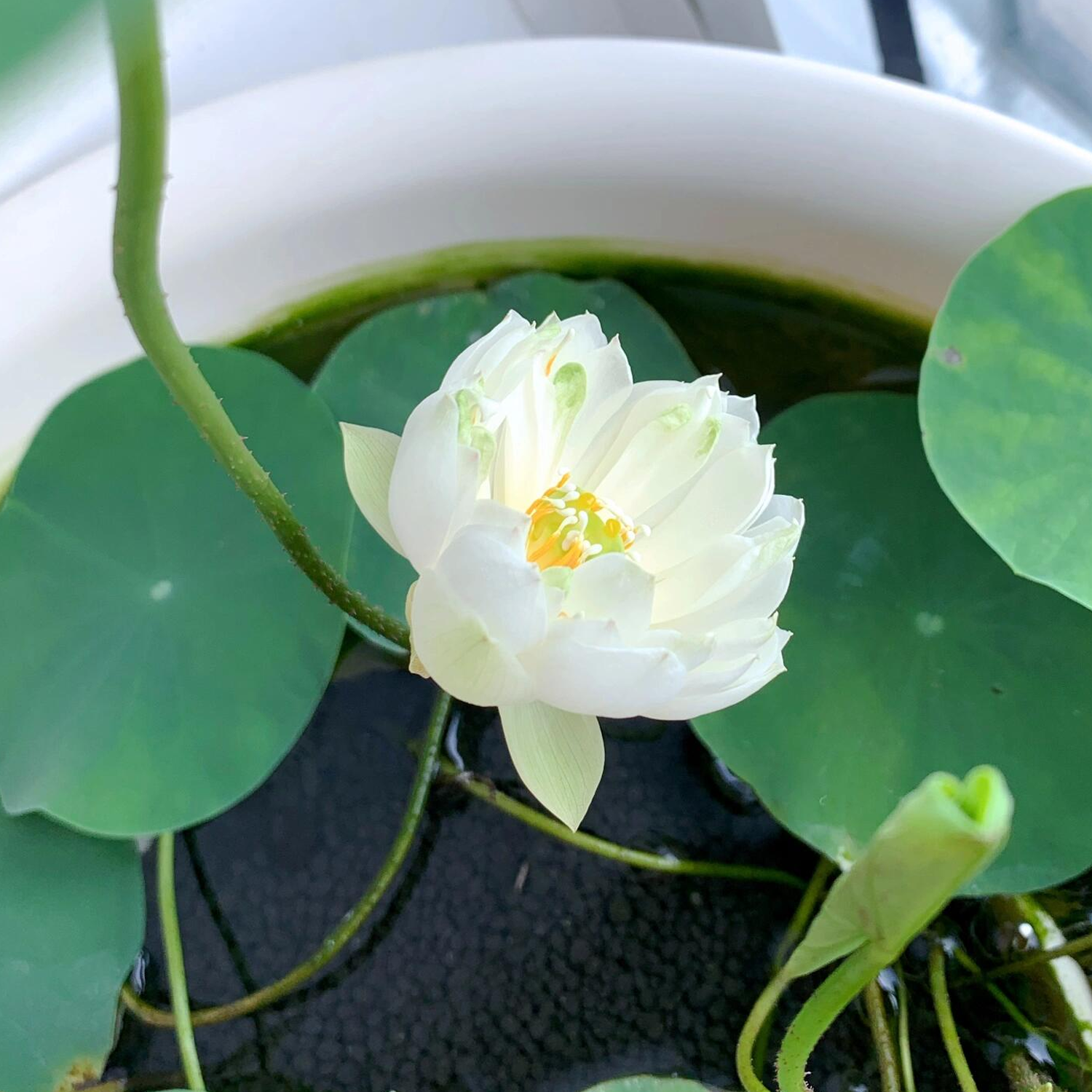 Micro Bowl Lotus Rhizome – Peppermint Bonbon