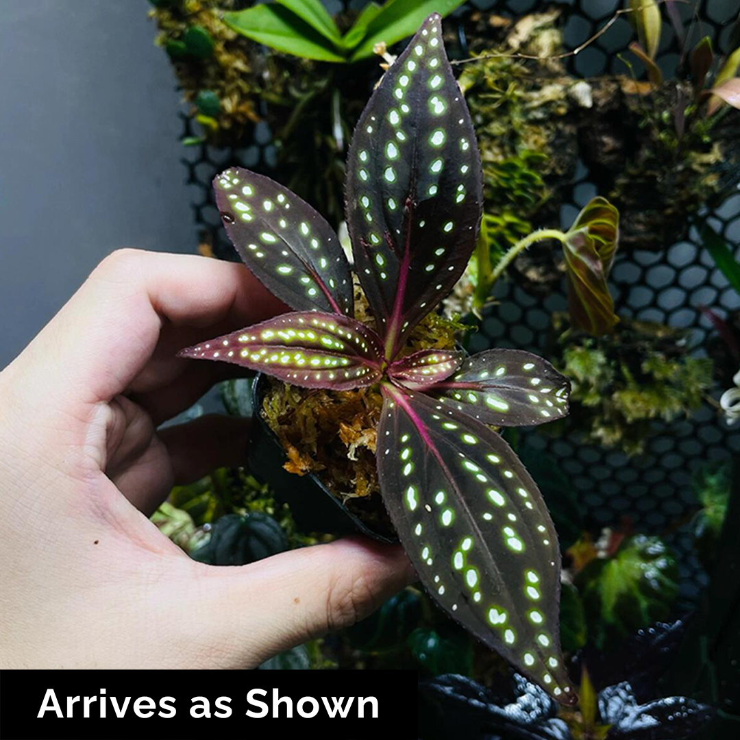 Sonerila cf. margaritacea (Glowing dots) - Red