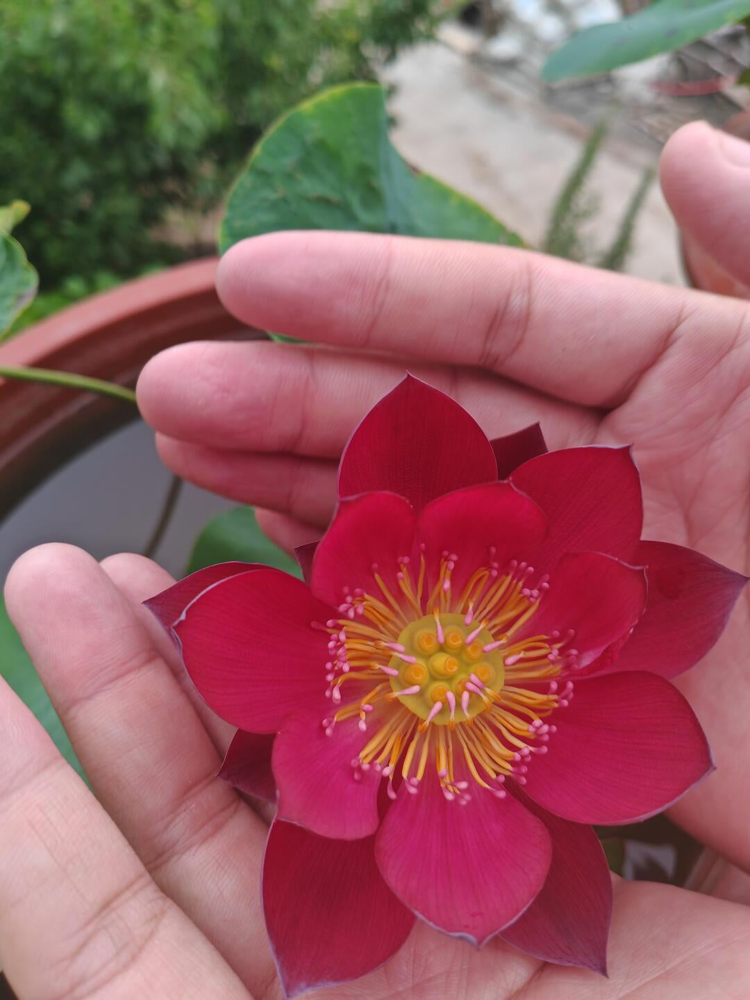 Micro Bowl Lotus Rhizome – Scarlet Dress