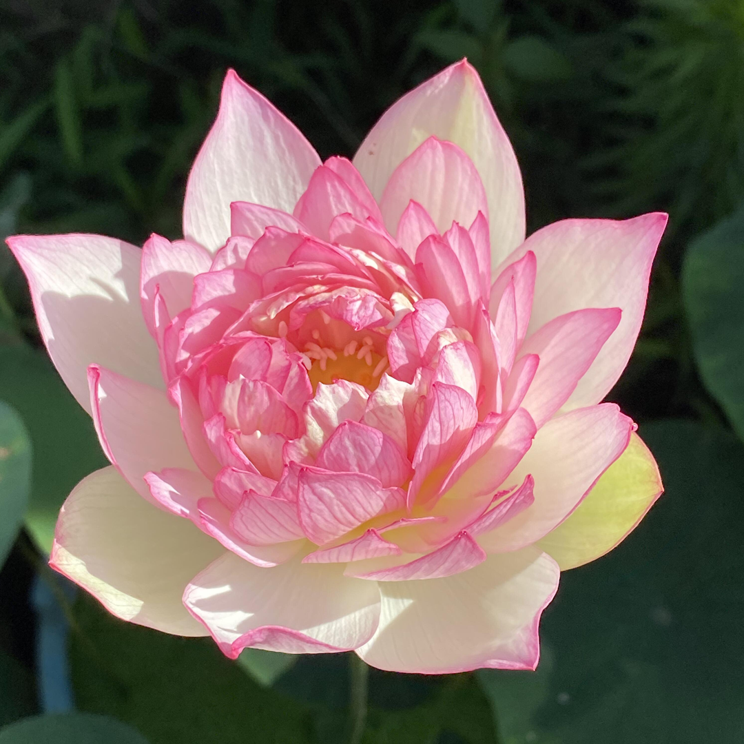 Midi Bowl Lotus Rhizome – Affection