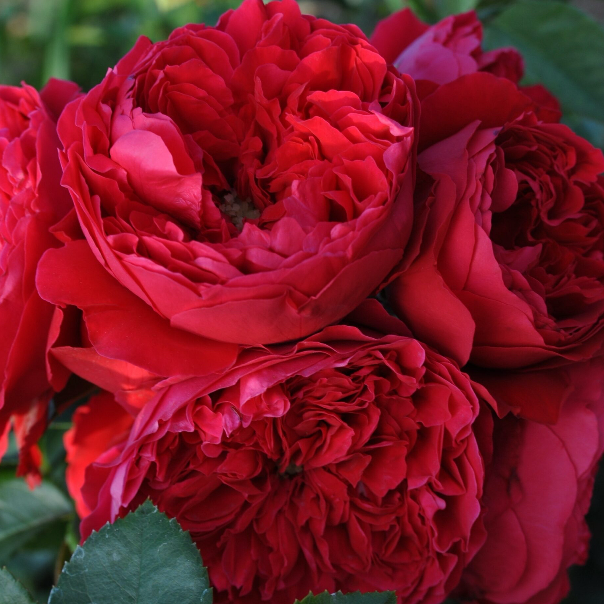 Large Climbing Rose Plant - Florentina