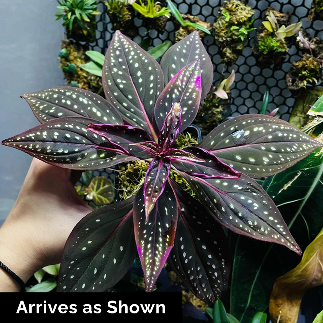 Sonerila cf. margaritacea (Glowing dots) - Red