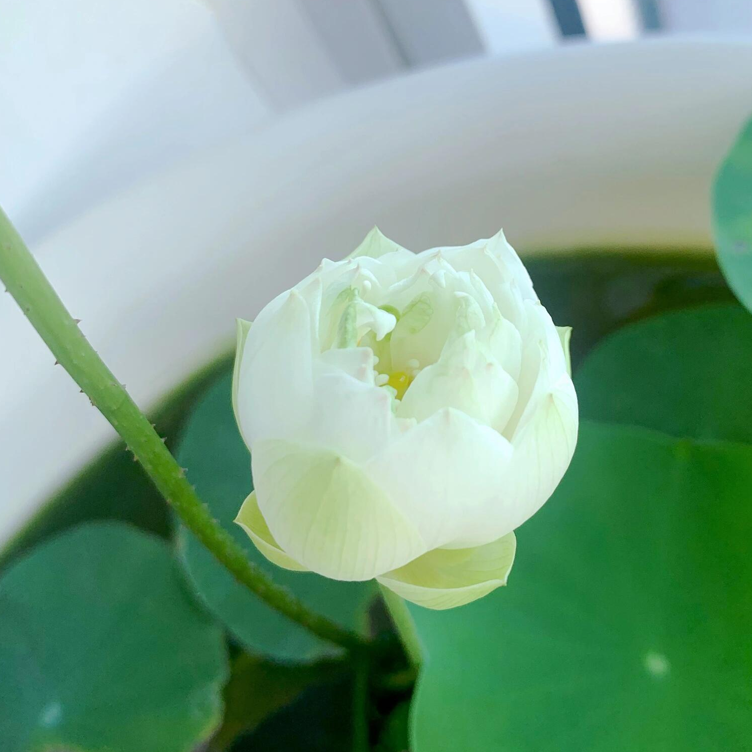 Micro Bowl Lotus Rhizome – Peppermint Bonbon