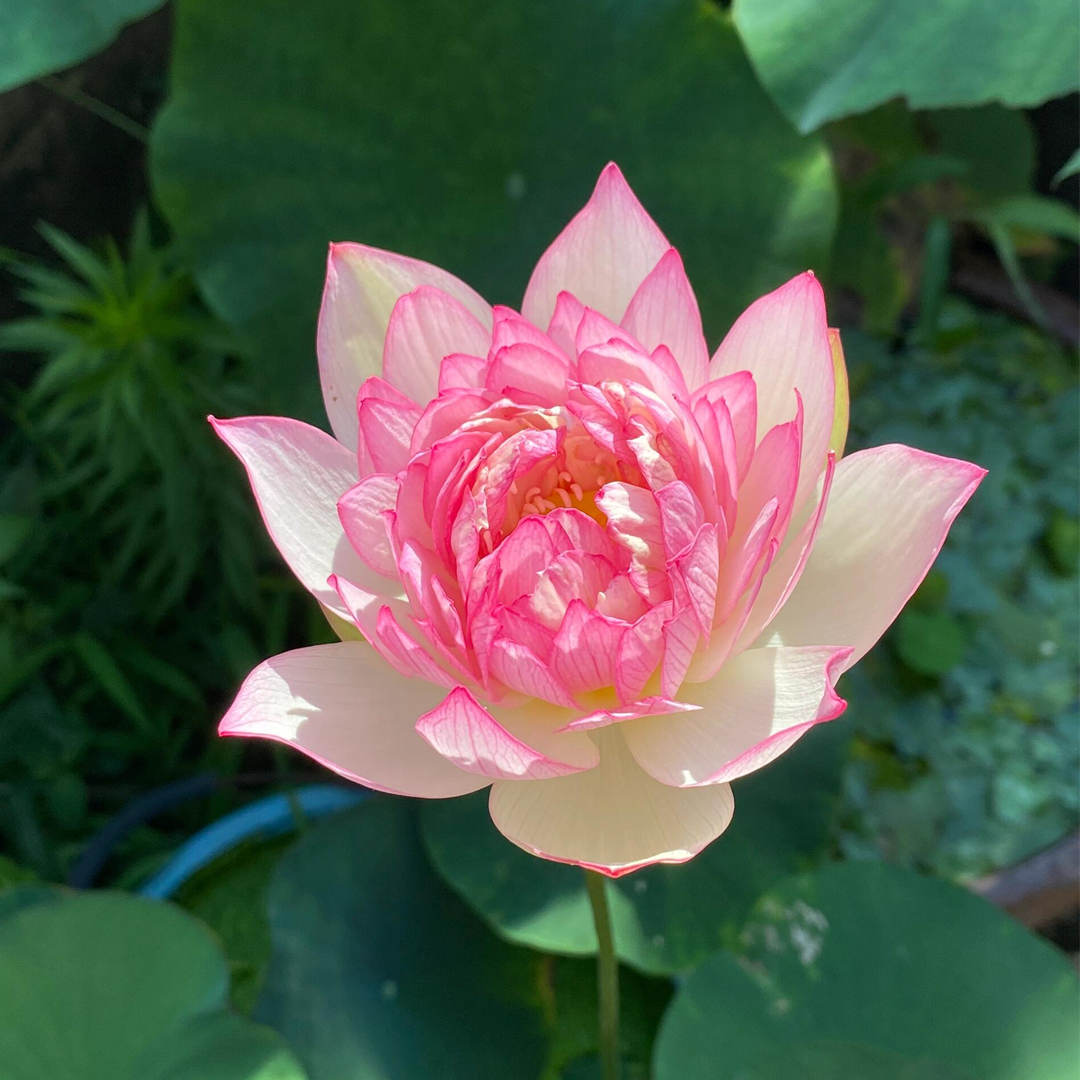 Midi Bowl Lotus Rhizome – Affection