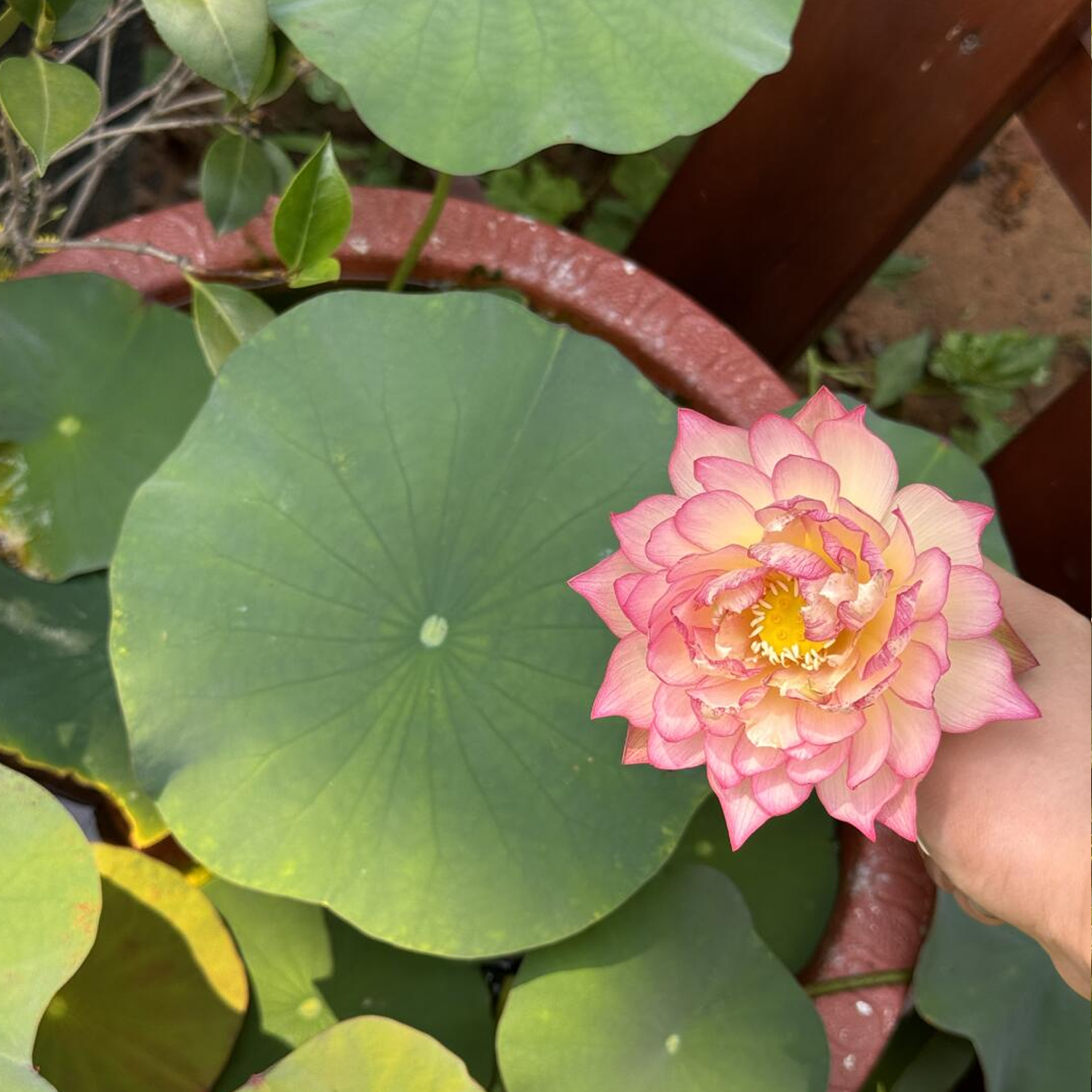 Midi Bowl Lotus Rhizome – Affection