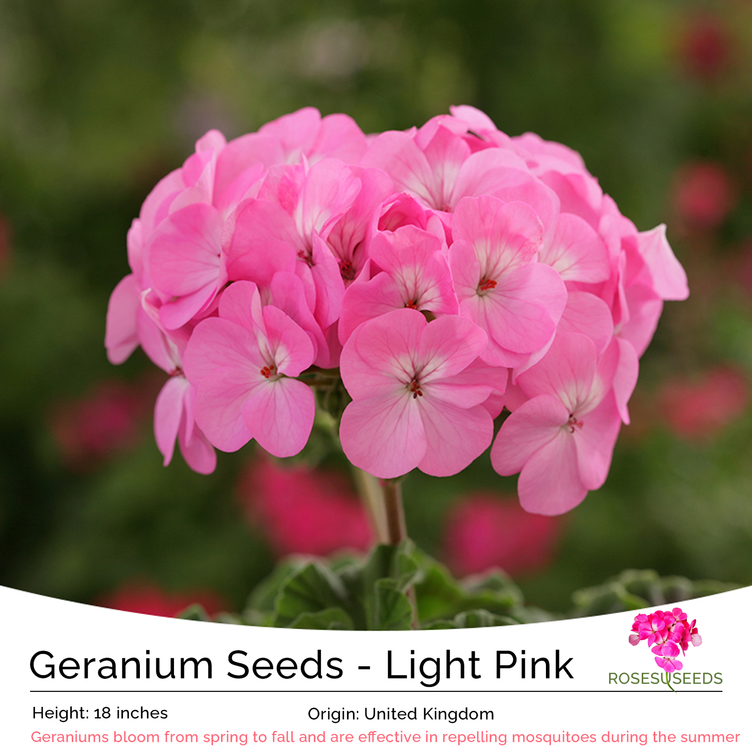 Geranium Seeds - Light Pink