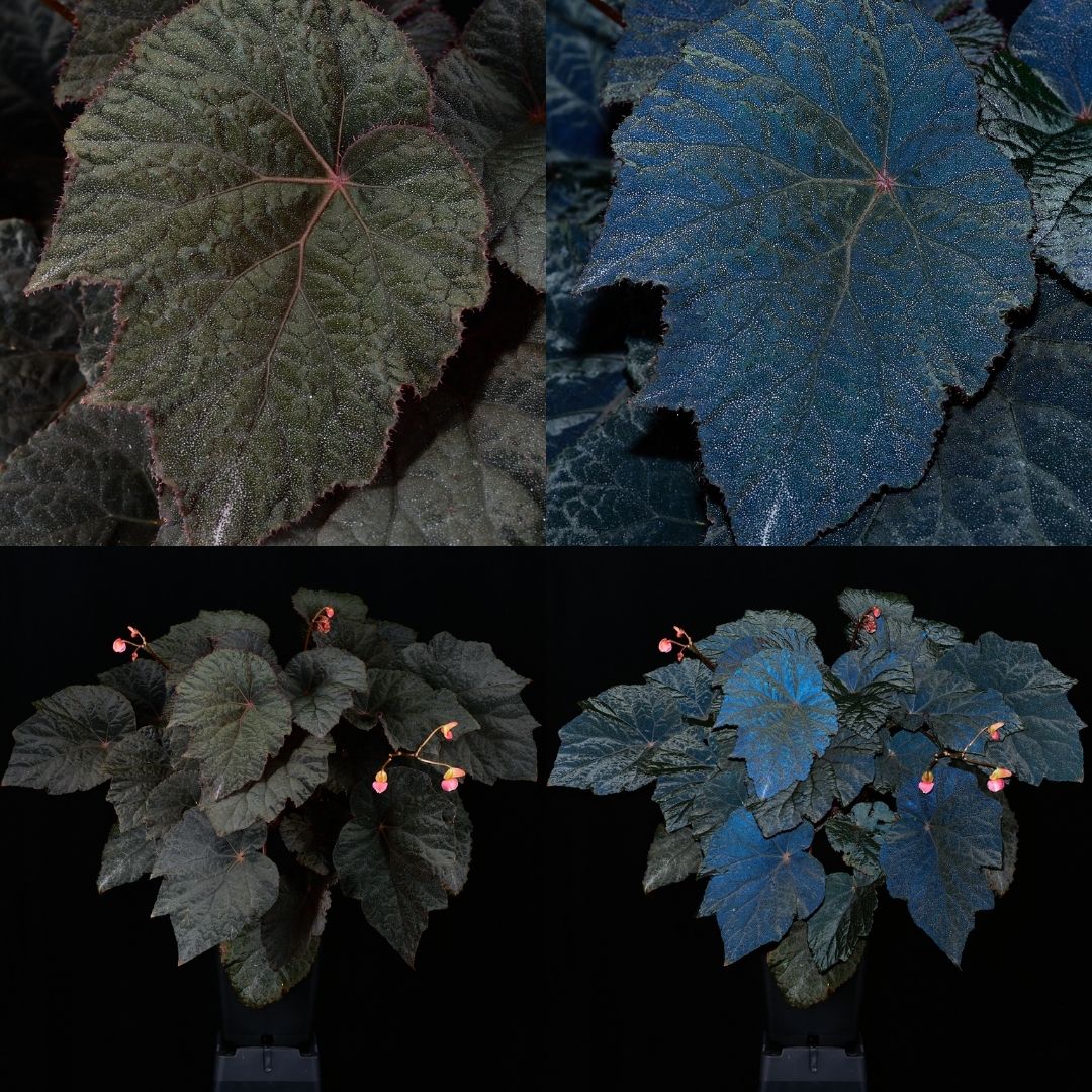 Begonia U485