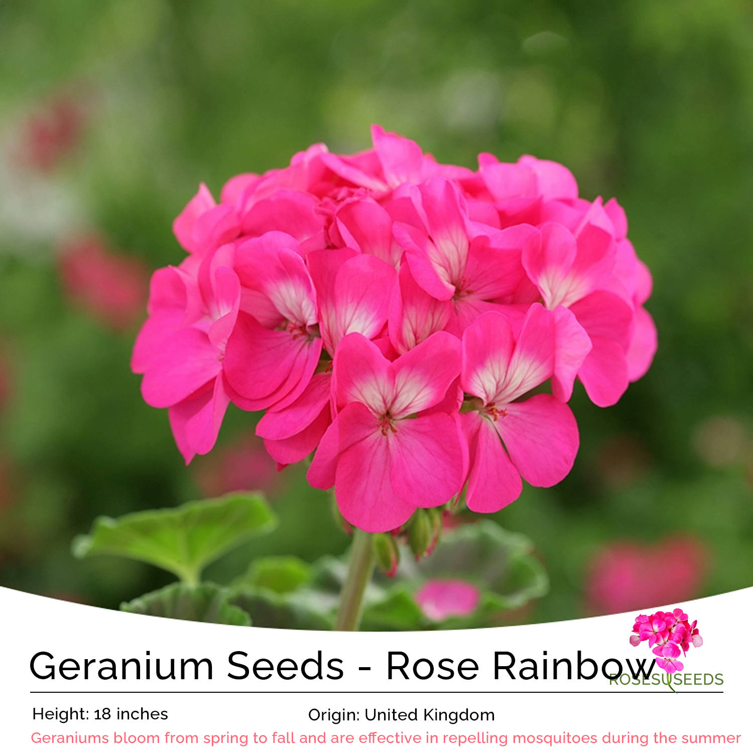 Geranium Seeds - Rose Rainbow