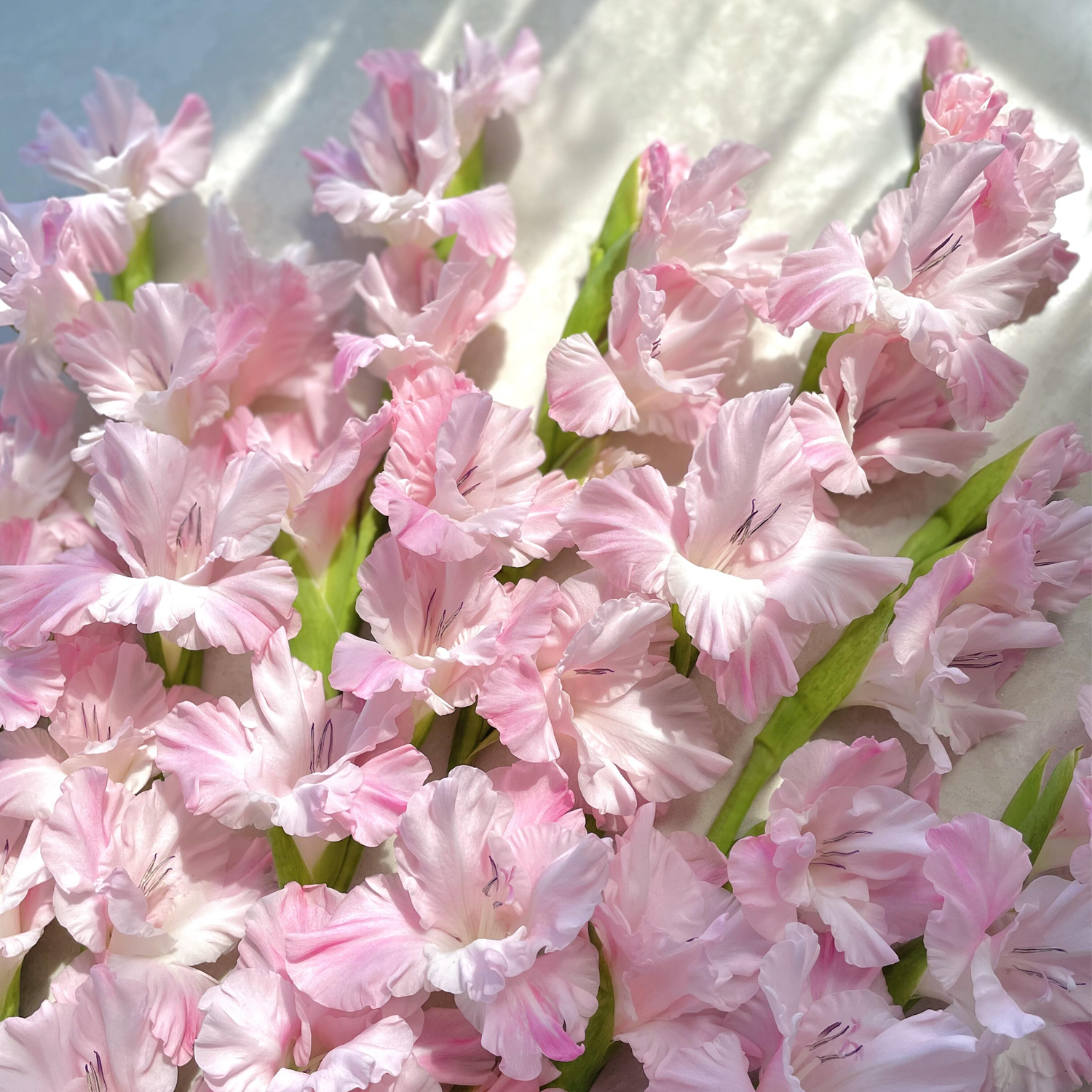 Gladiolus Flower Bulbs - Pink Lightning