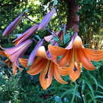 Trumpet Lily Bulbs - African Queen