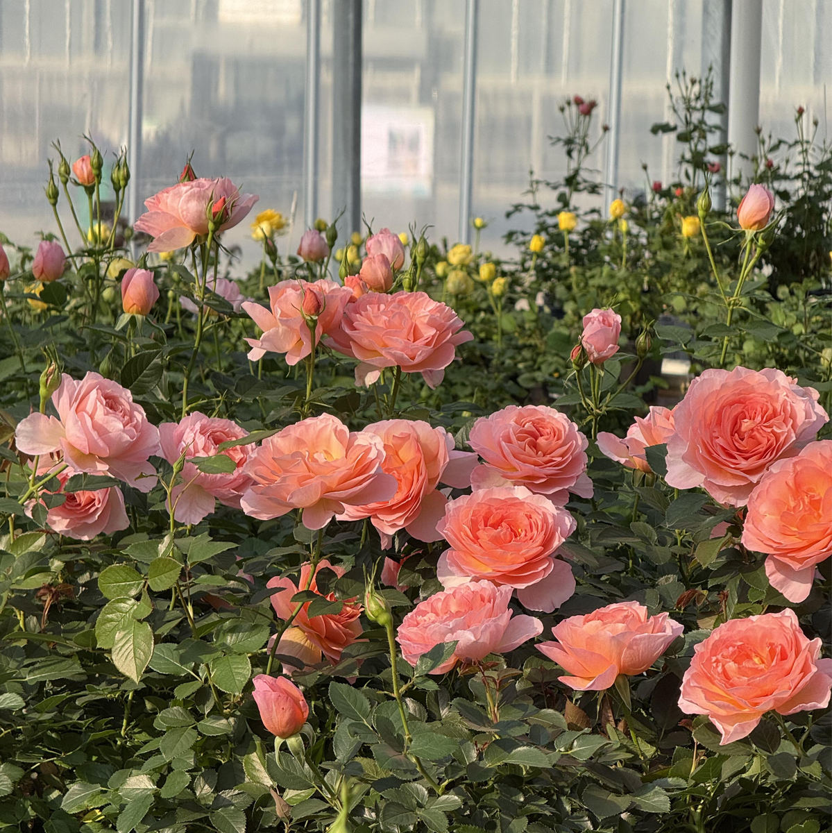 RSU Self-Bred Roses Plant- Apricot Grace