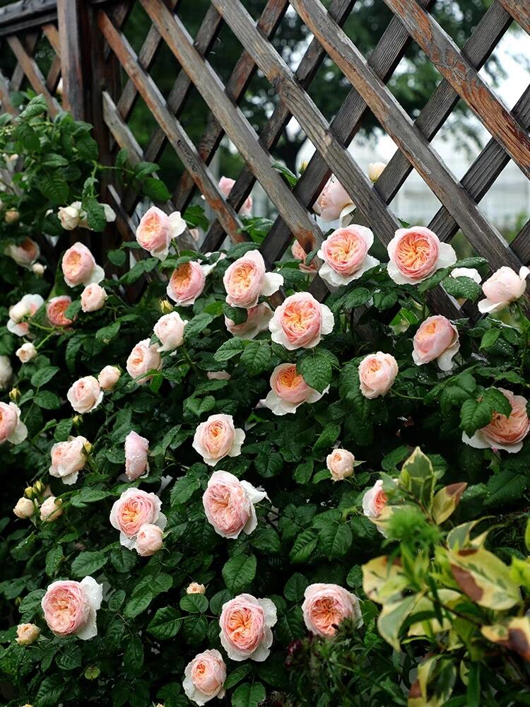 RSU Self-Bred Roses Plant- Celestelle