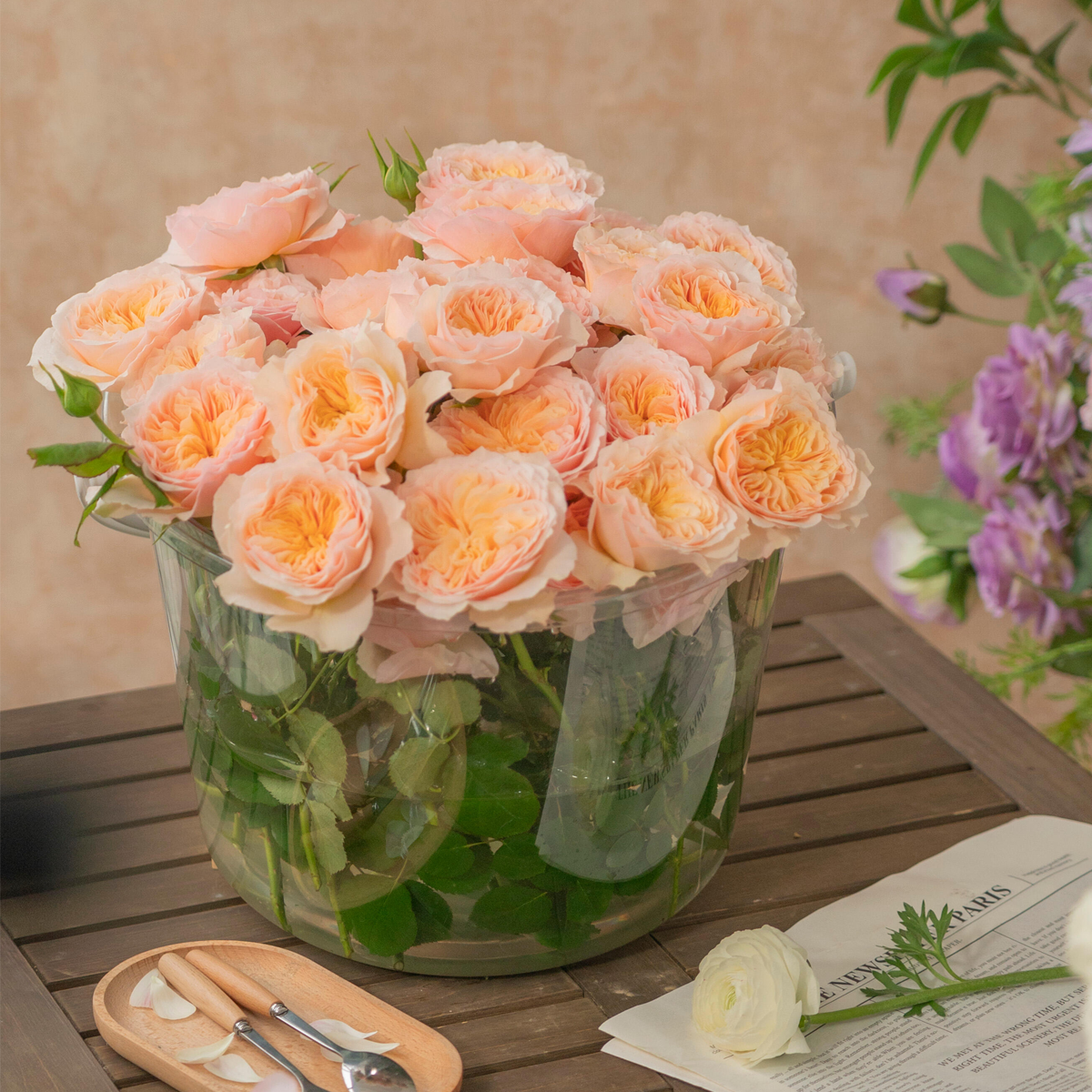 RSU Self-Bred Roses Plant- Celestelle