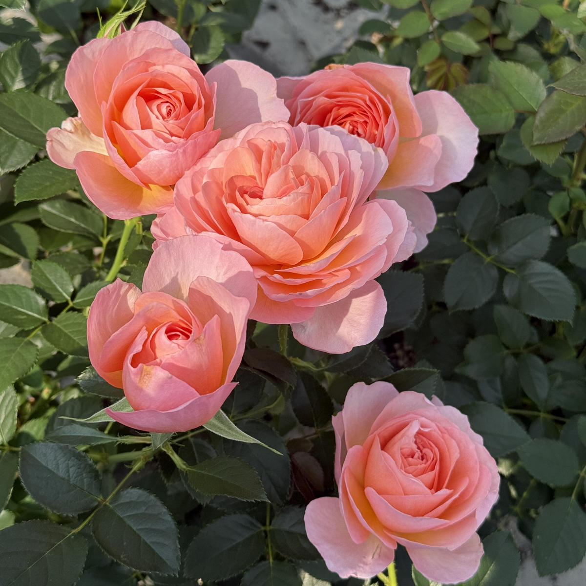 RSU Self-Bred Roses Plant- Apricot Grace