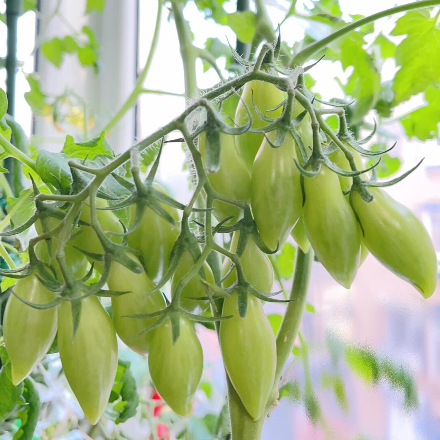 Heirloom Tomato Seeds - Dance Green Fingers
