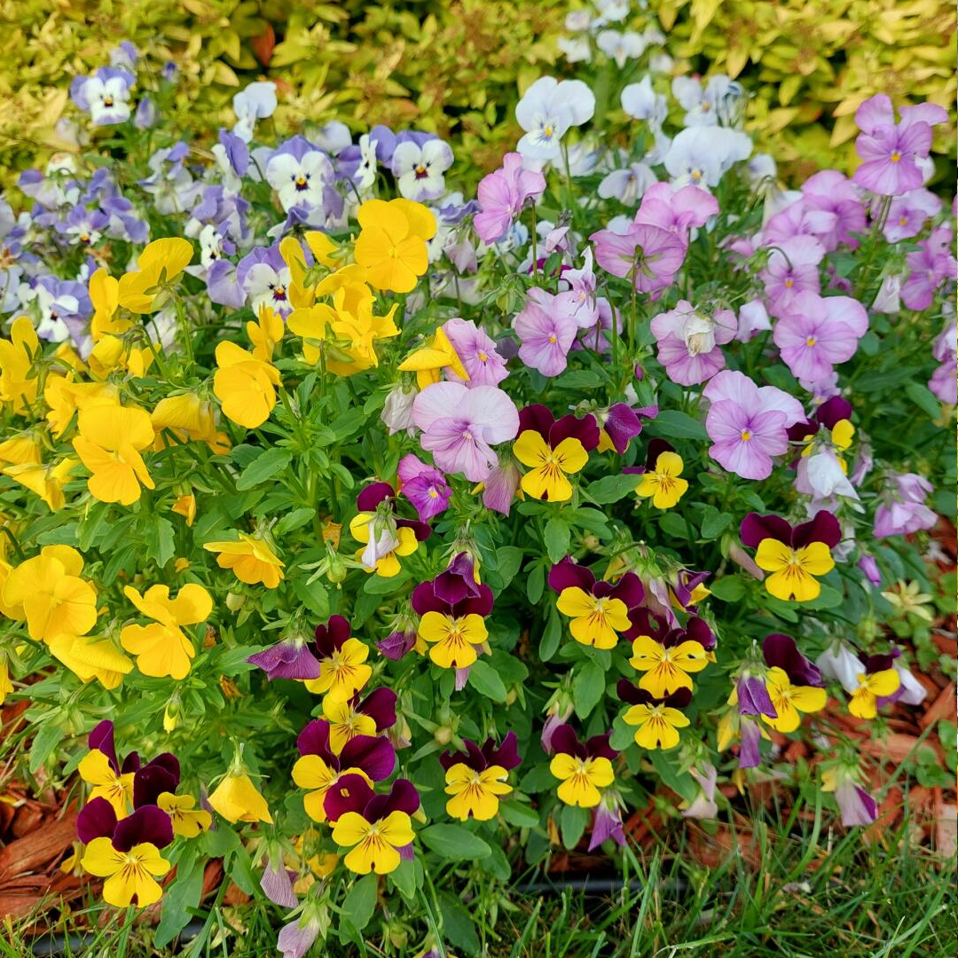 Pansy Seeds - Mix