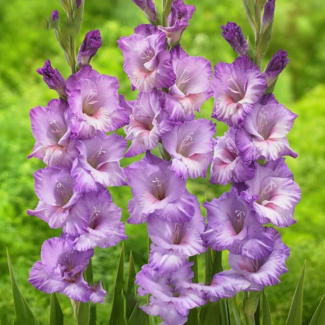 Gladiolus Flower Bulbs - Florentica