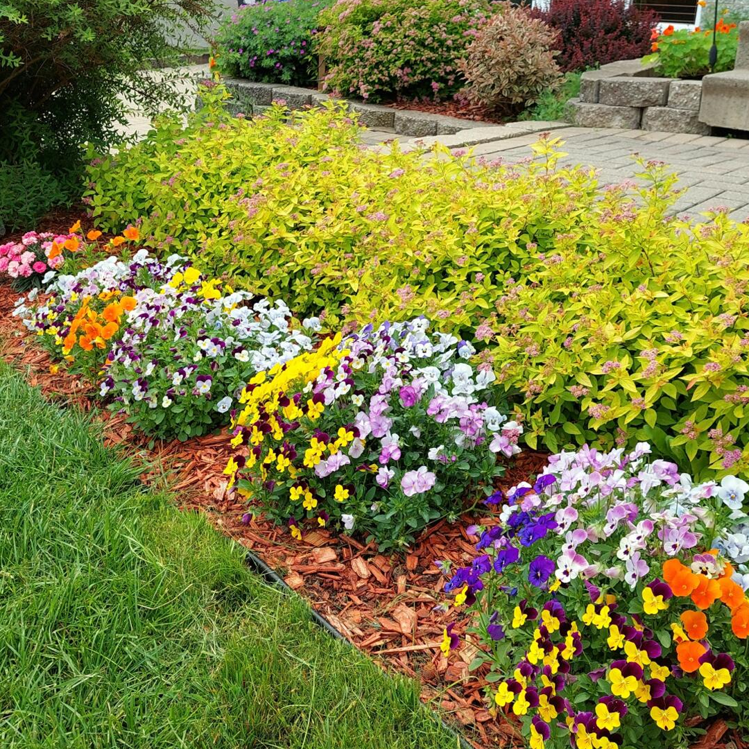 Pansy Seeds - Mix