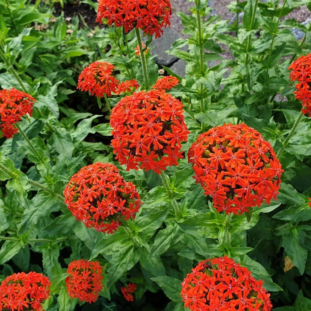 Maltese Cross Seeds