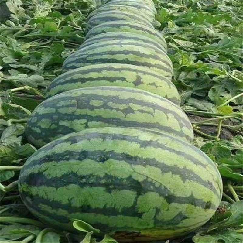 Watermelon Seeds - Lazy