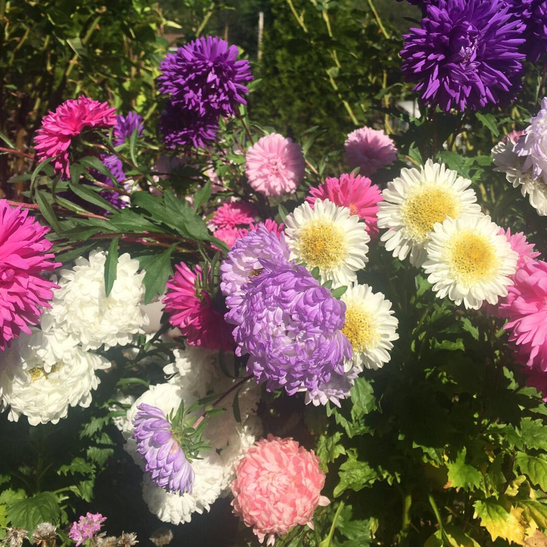 1000 Pcs Mixed Callistephus/China Aster Seeds