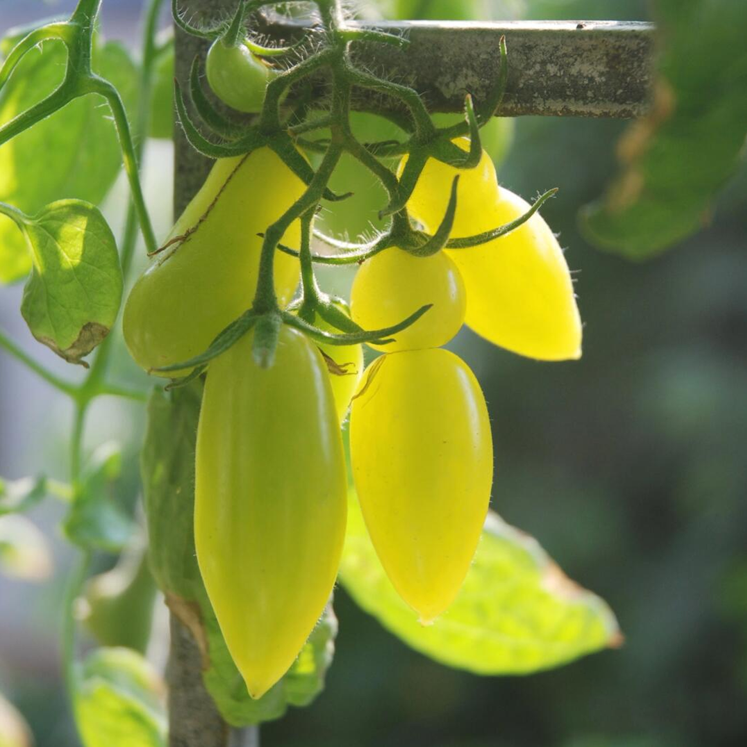Heirloom Tomato Seeds - Dance Green Fingers
