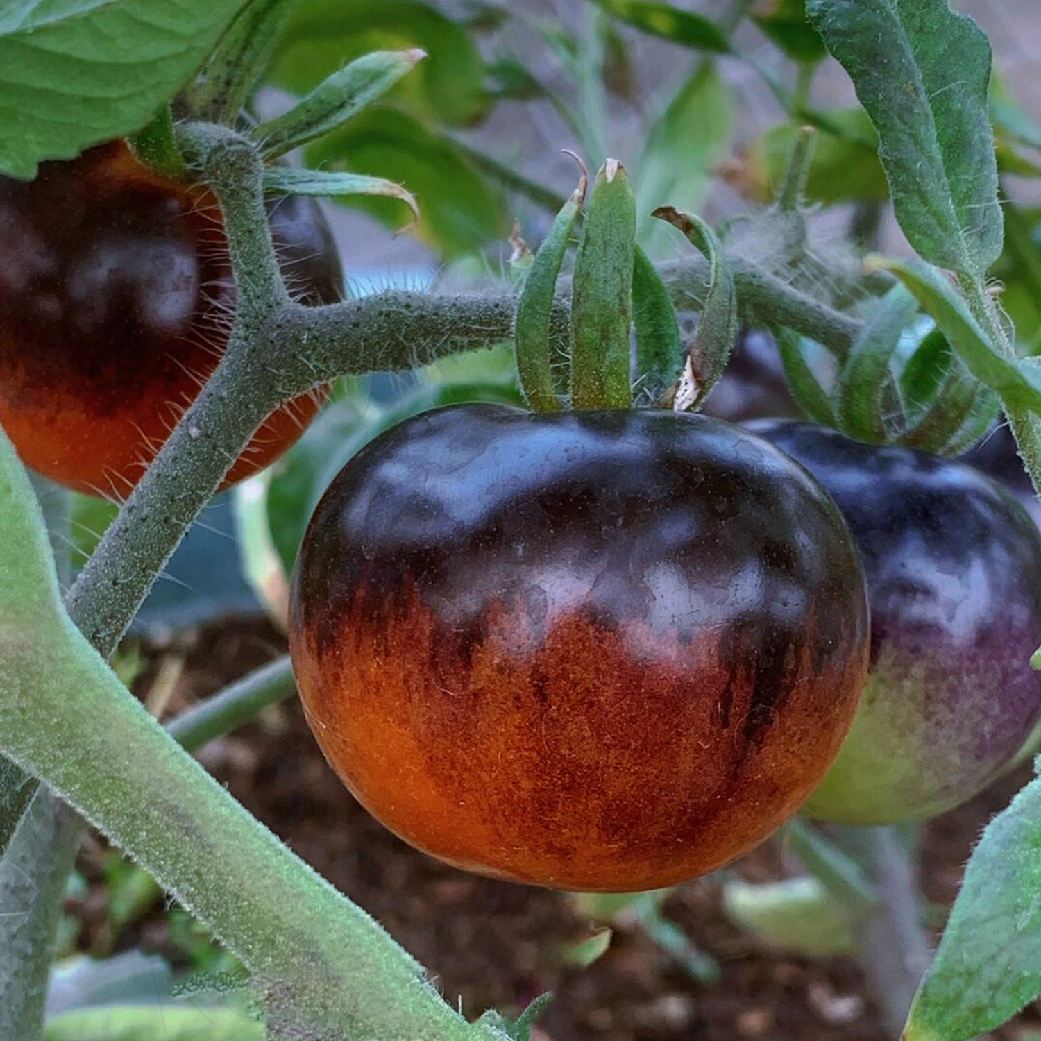 Cherry Tomato Seeds - Indigo Gold Berries