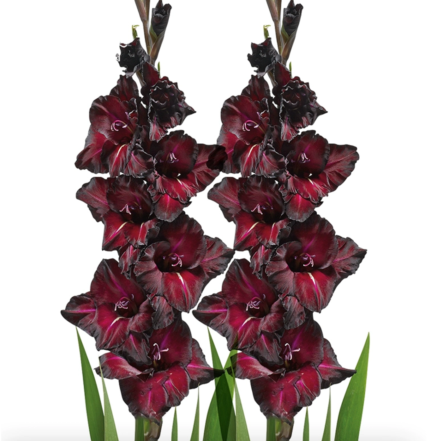 Gladiolus Flower Bulbs - Black Star