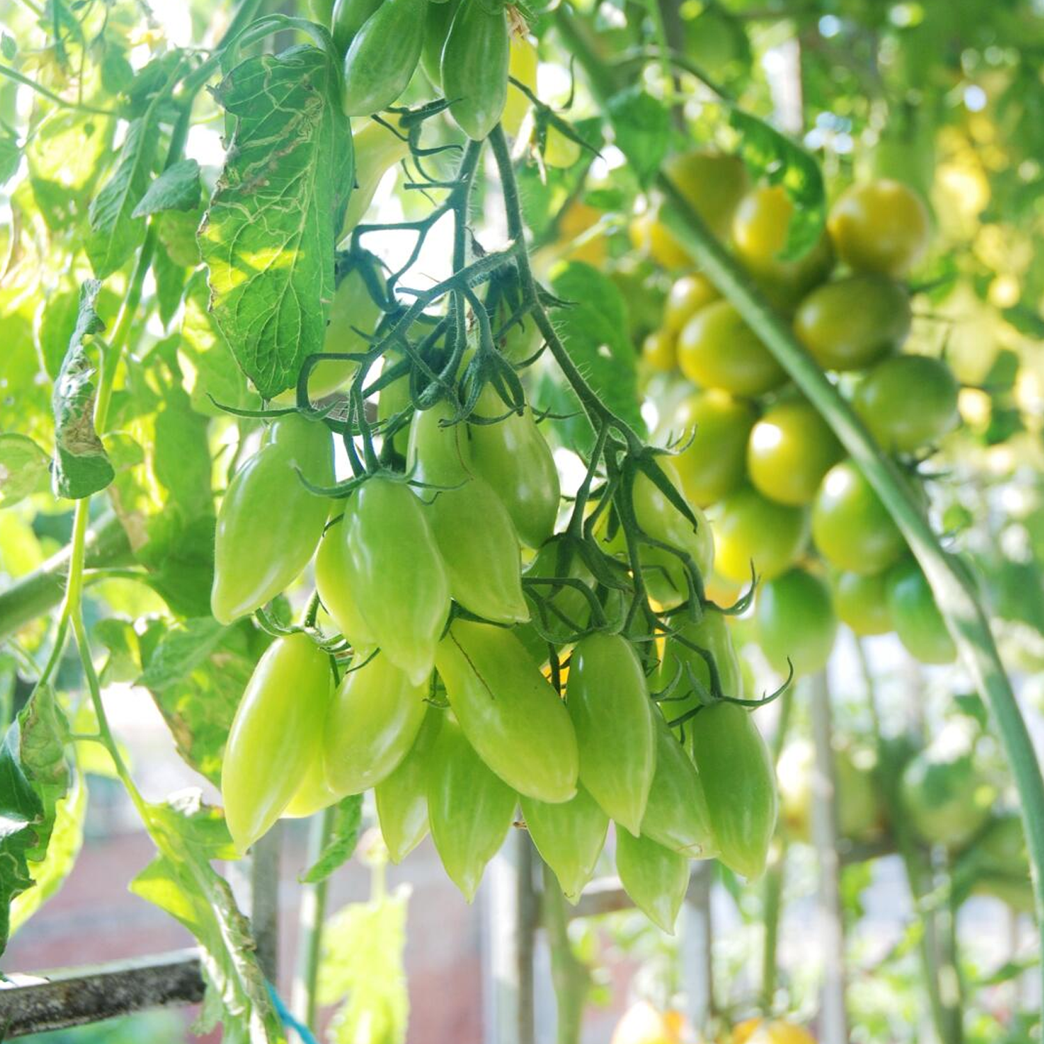 Heirloom Tomato Seeds - Dance Green Fingers