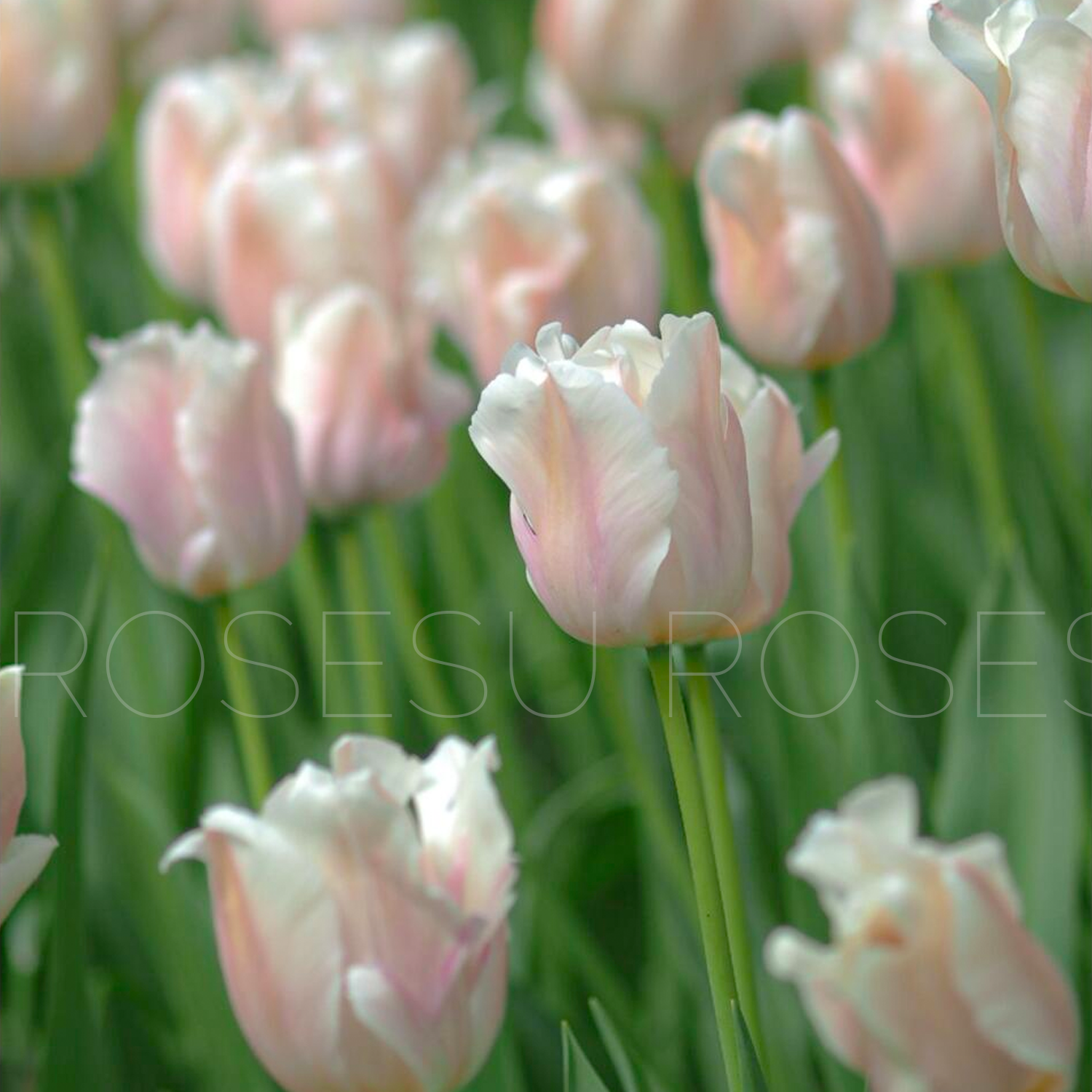 Tulip Bulbs - Royal Coral