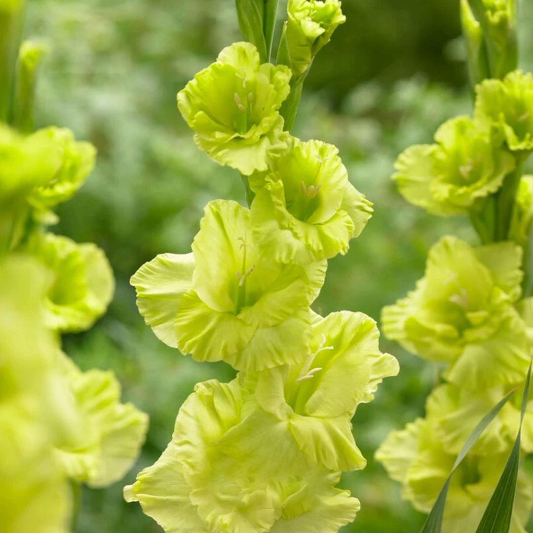 Gladiolus Flower Bulbs -Green Star