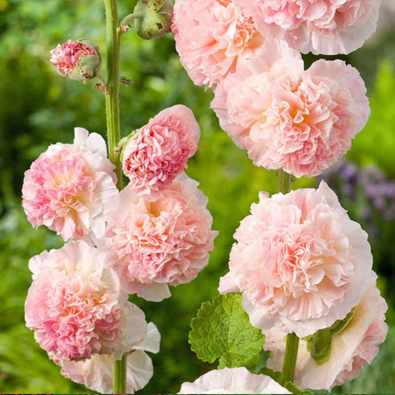 Double Flowered Hollyhock Seeds-500 Pcs / Packet