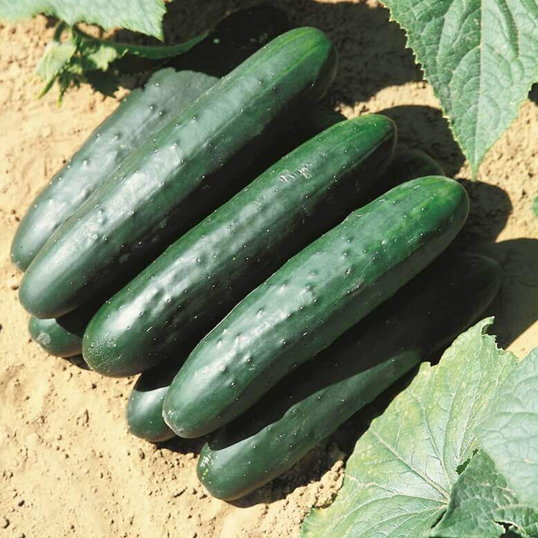 30Pcs Snack Cucumber Seeds