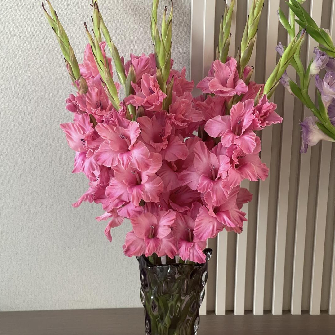 Gladiolus Flower Bulbs - Sweetheart