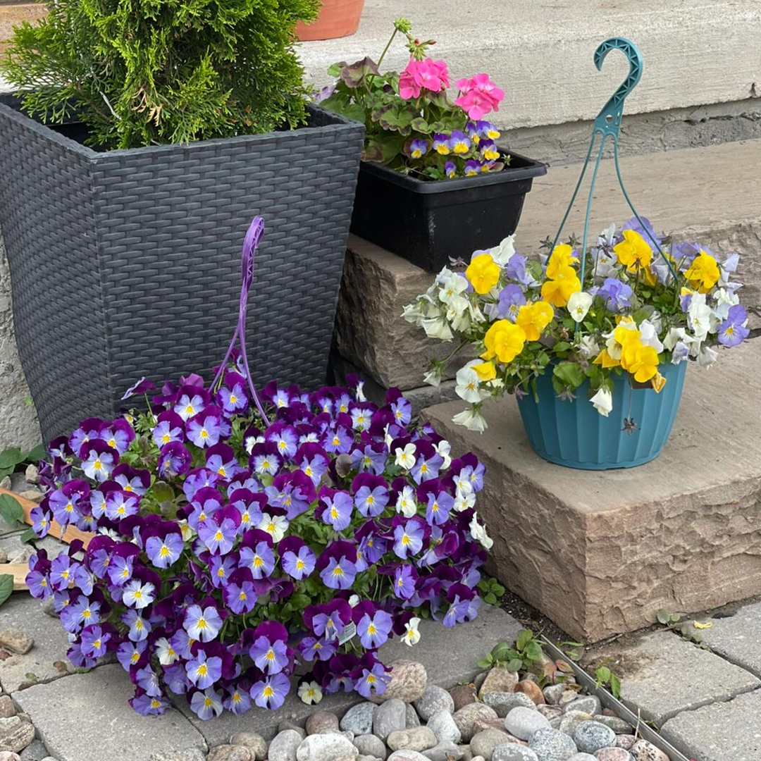 Pansy Seeds - Mix