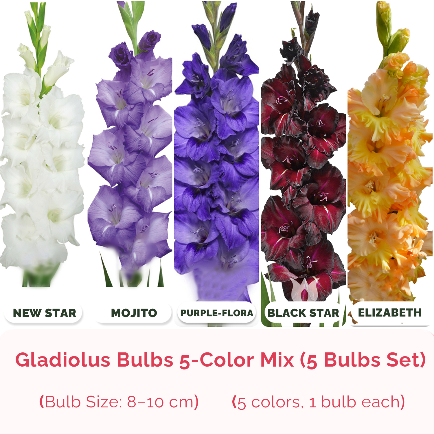 Gladiolus Flower Bulbs - 5-Color 5-Bulb Set 1