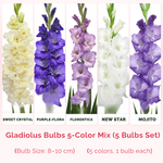 Gladiolus Flower Bulbs - 5-Color 5-Bulb Set 2