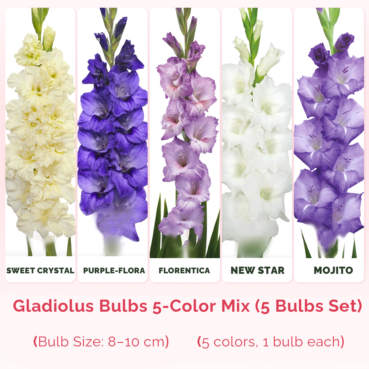 Gladiolus Flower Bulbs - 5-Color 5-Bulb Set 2
