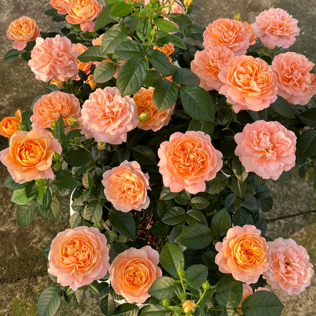 Balcony Rose Plant - Juicy Terrazza