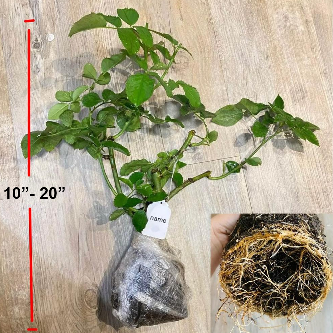 RSU Self-Bred Roses Plant- Zi Rong