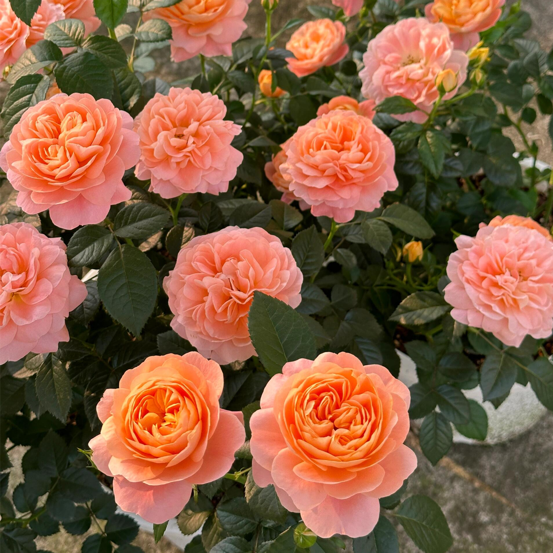 Balcony Rose Plant - Juicy Terrazza