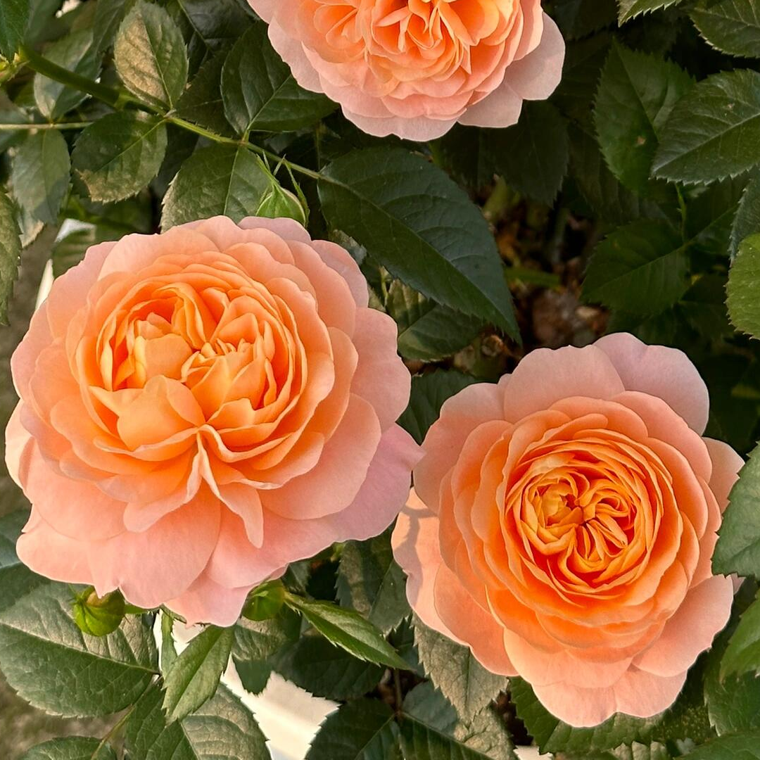 Balcony Rose Plant - Juicy Terrazza